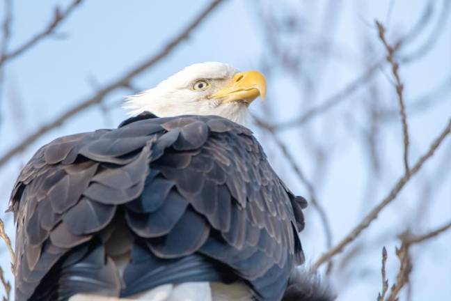 Report on the Feb. 2 Search for Eagles