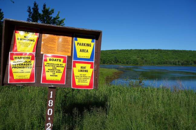 For the love of swamps