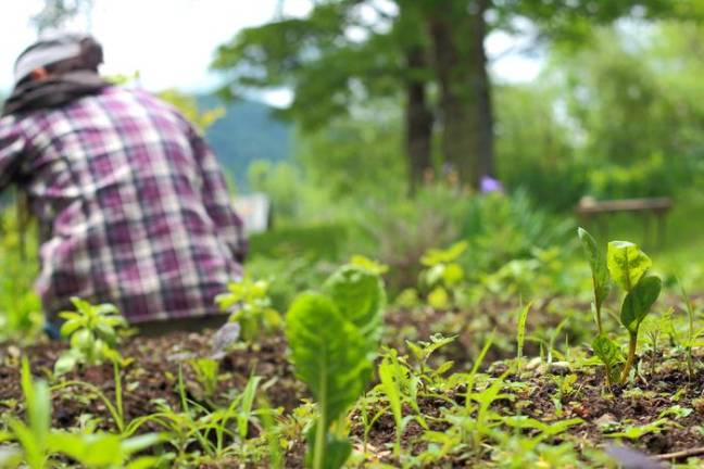 Vernon Valley Farm’s Christina Stephens plants a “miracle garden” outside her kitchen door, where she grows an abundance of okra, sweet potatoes, blueberries, herbs, salad turnips and much more.