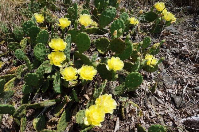 A cactus blooms above Milford