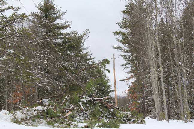 Power lines were brought to the ground by fallen trees throughout the area (Photo by Pamela Chergotis)