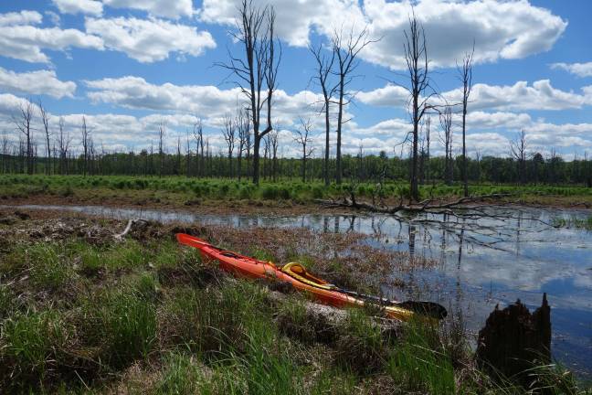 For the love of swamps