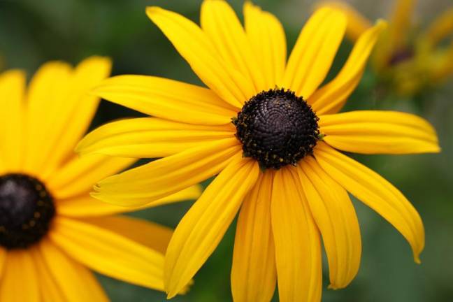 Rudbeckia, more commonly known as Black eyed Susan, will be available at the Milford Garden Club’s Perennial Plant Sale on Saturday, May 20, at St. Patrick’s Church Hall. Image by Marjon Besteman from Pixabay.