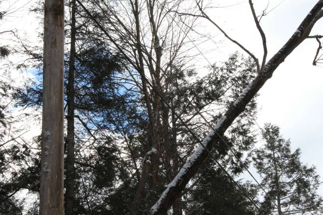 Tree leaning on a wire along Route 434 on Monday morning (Photo by Pamela Chergotis)