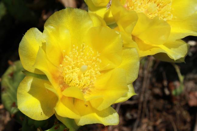 A cactus blooms above Milford