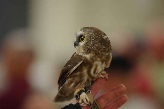 Mojo, the Northern Saw-whet owl, on display. (Photo by George Leroy Hunter)