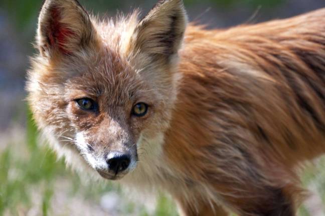 Red foxes