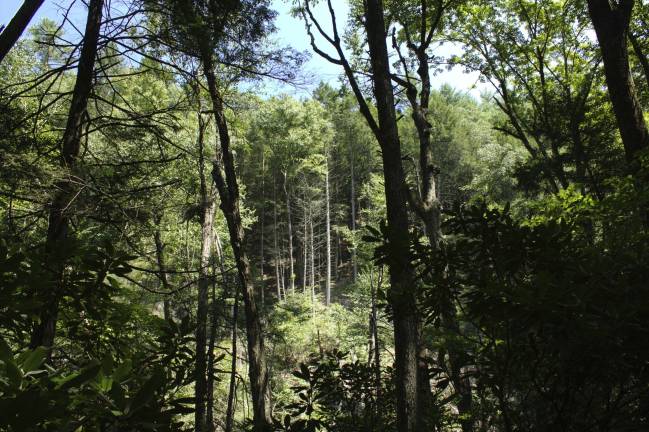 The sun shines through a breach, reaching places in the forest that were long dark and shady (Photo by Pamela Chergotis)