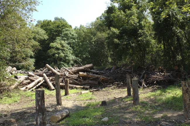 Piles of wood taken out of the falls area: the logs in front were hammered into the ground to give trailworkers chainsaw practice (Photo by Pamela Chergotis)