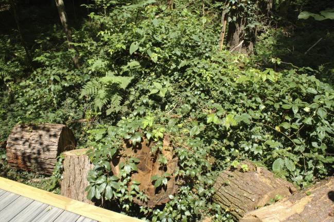 Vegetation that doesn't normally grow in the ravine takes advantage of the sun (Photo by Pamela Chergotis)