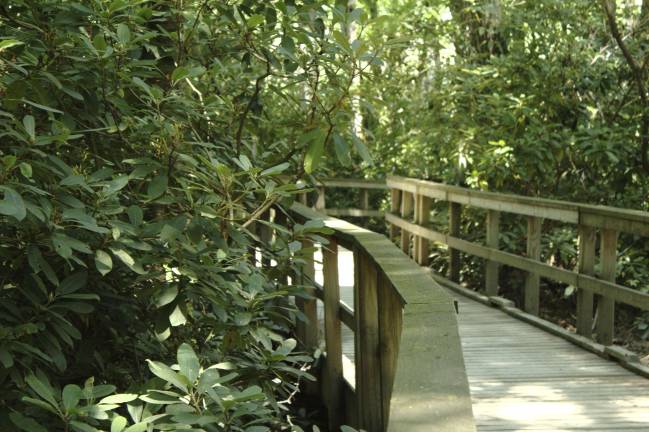 Rhododendron crowd the walk: this shade-loving plant must now cope with sun (Photo by Pamela Chergotis)