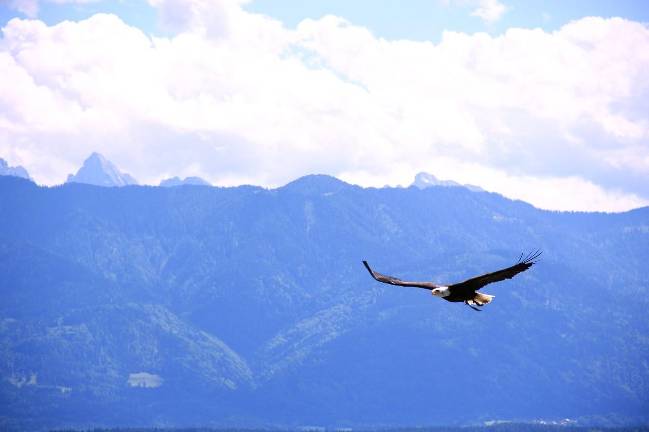 Eagle watch bus trips