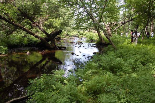 A scene from the 708-acre Polatnick property in Westfall Township. (Contributed photo by Sandy Long)