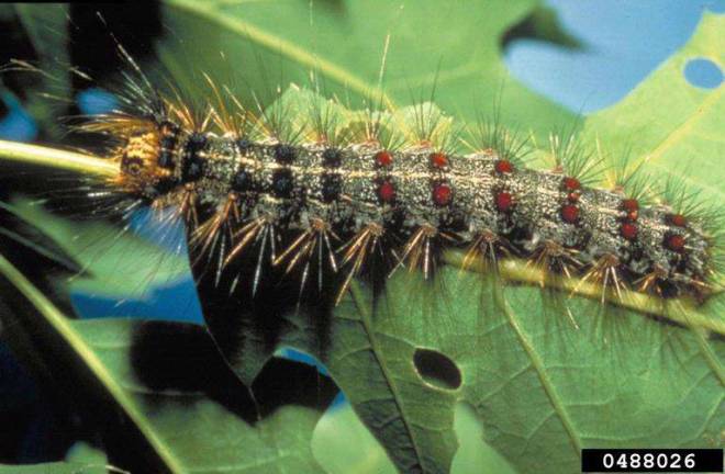Gypsy moth larva (John H. Ghent, USDA Forest Service: Bugwood.org)