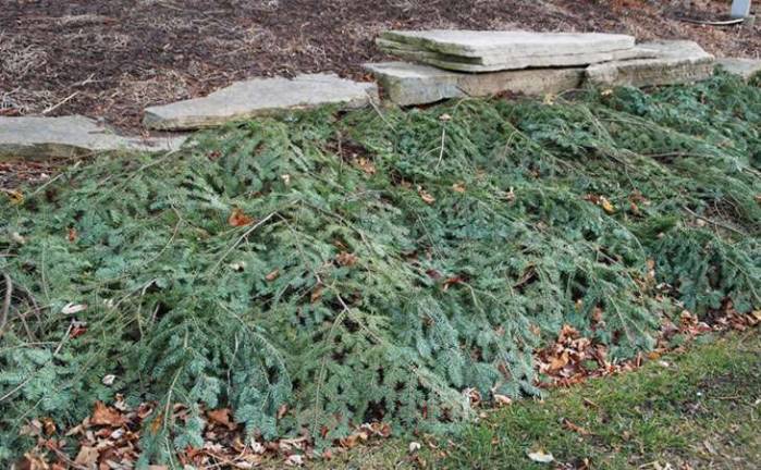 Branches cut from a spent Christmas tree are used to protect garden plants
