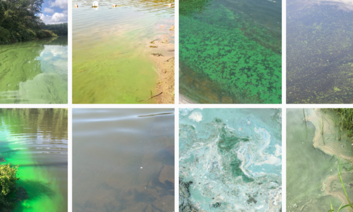 Harmful Algal Bloom varieties
