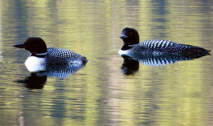 A common loon (pictured) was spotted by Jack Padalino feeding beneath the I-84 bridge (Photo: National Park Service)