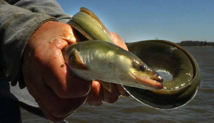 New York limits eel weir applications