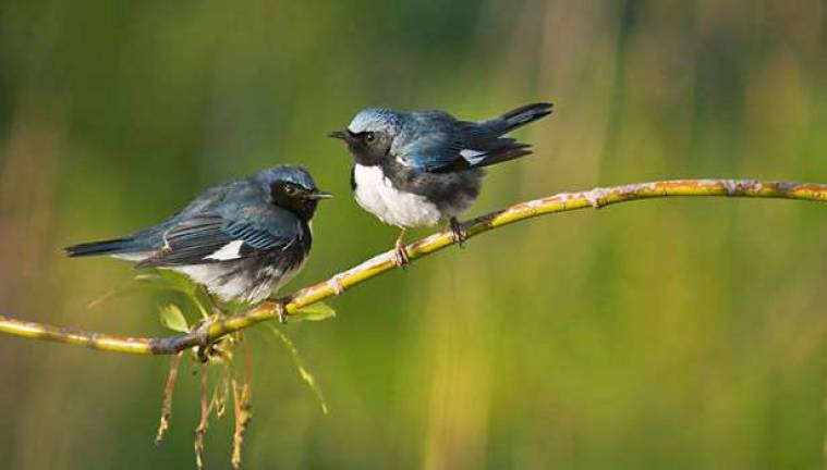 Northeast Pennsylvania Audubon Society: nepaaudubon.org Black-throated blue warblers.