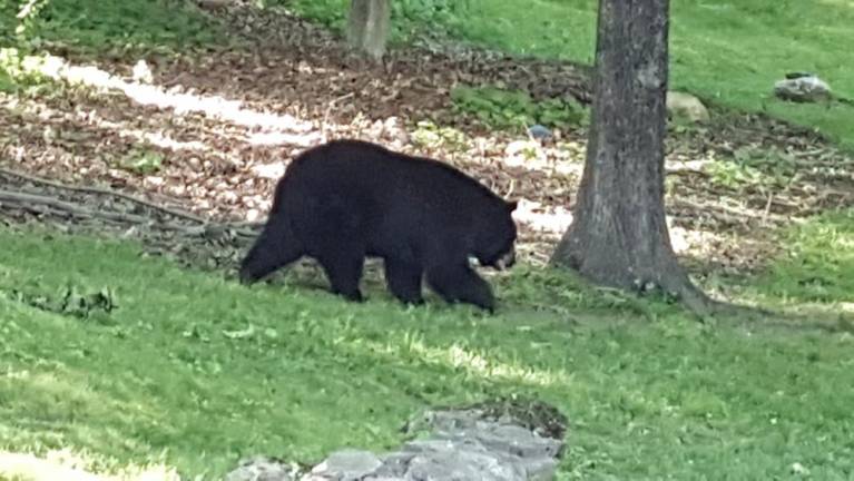 Reader Bruce DeVita took this photo of a bear in his backyard in Andover.