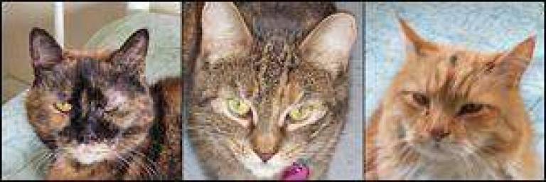 Friends in need of homes in Pike