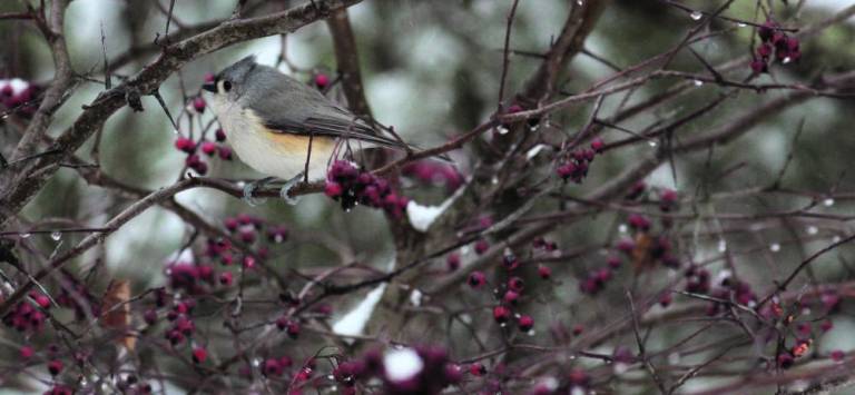 $!Tufted Titmouse welcomes winter