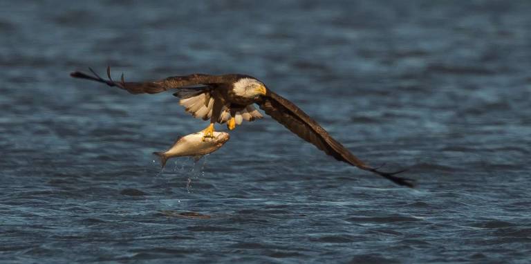 Bald Eagle with fish.