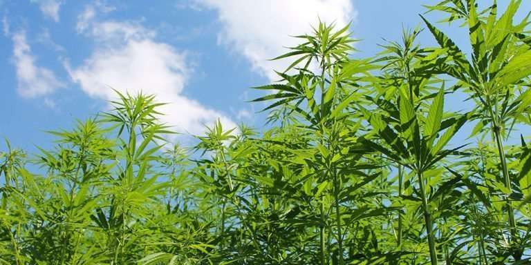 Plan for medical marijuana now, supervisors say