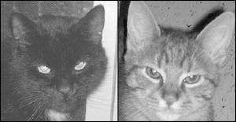 Friends in need of homes