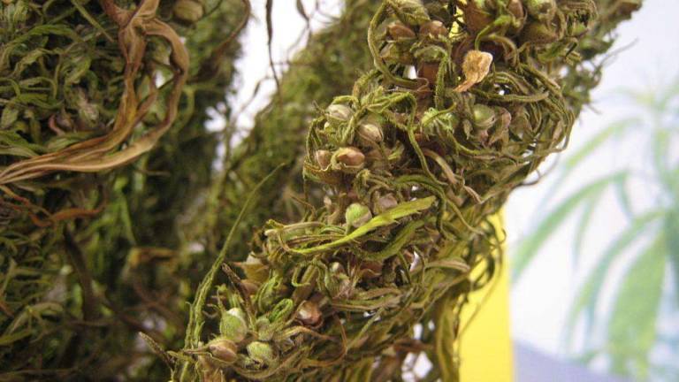 Advocates: Hemp could again dominate Pennsylvania fields