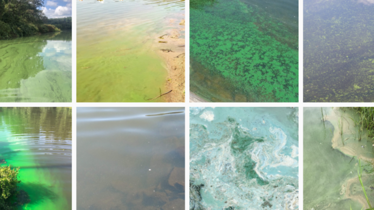 Harmful Algal Bloom varieties