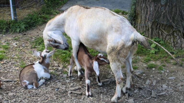Mother and kids at Go Goats Milk Farm in Middletown