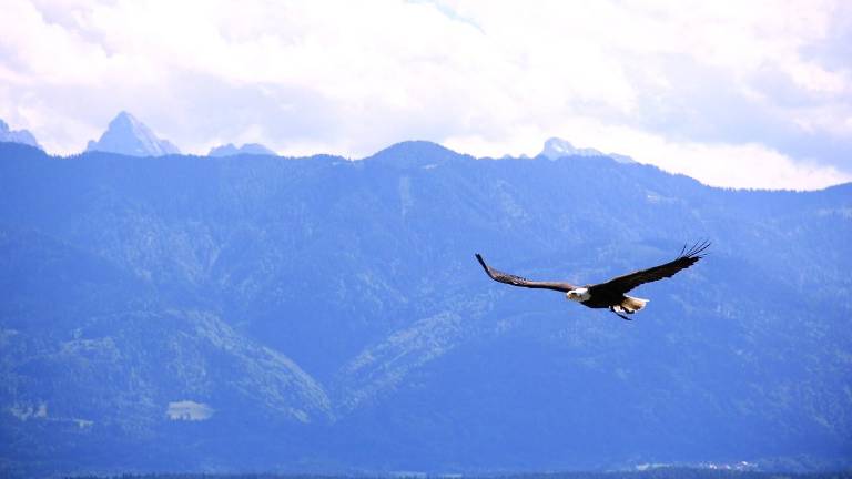 Eagle watch bus trips