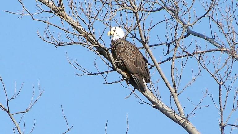 Adult bald eagle seen on the March 7 Search for Eagles (Photo provided)