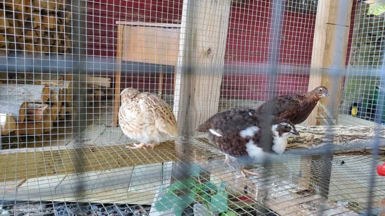 The quails that Danielle Montuori raised, some of them from eggs. “It was kind of neat. I got to be home watching them hatch.” (Photo by Becca Tucker)