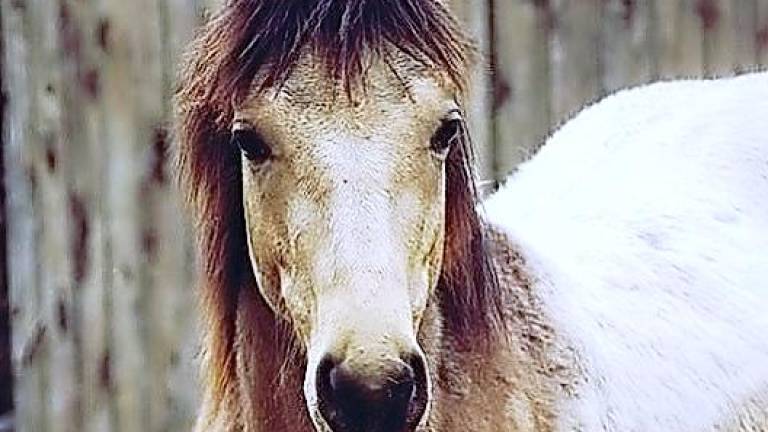 GAIT horse Thunder dies after medical efforts fail