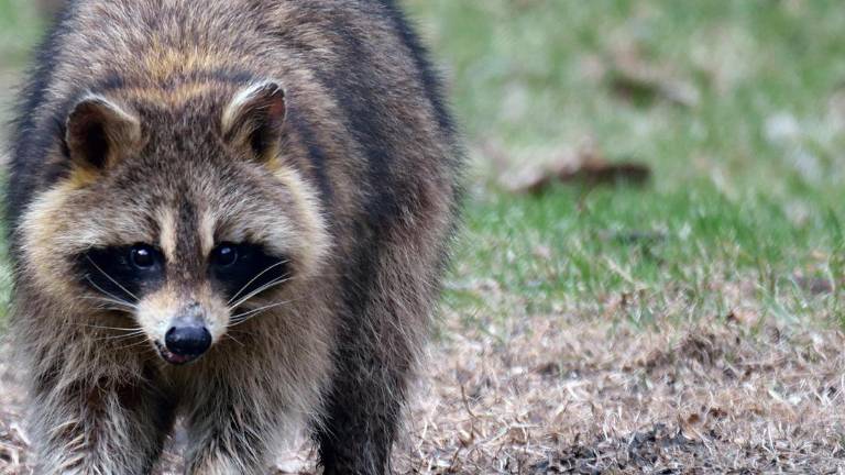 Rabies precautions urged