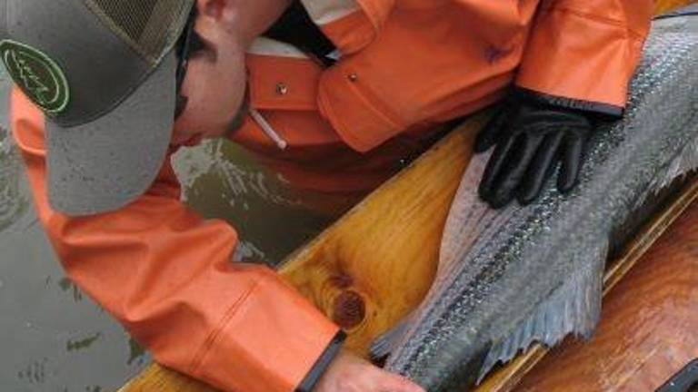 A Hudson River Fisheries technician measures a striped bass during the annual haul seine to monitor the abundance of the spawning population.