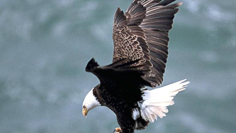 Bald eagle’s nest discovered near I-80 expansion project